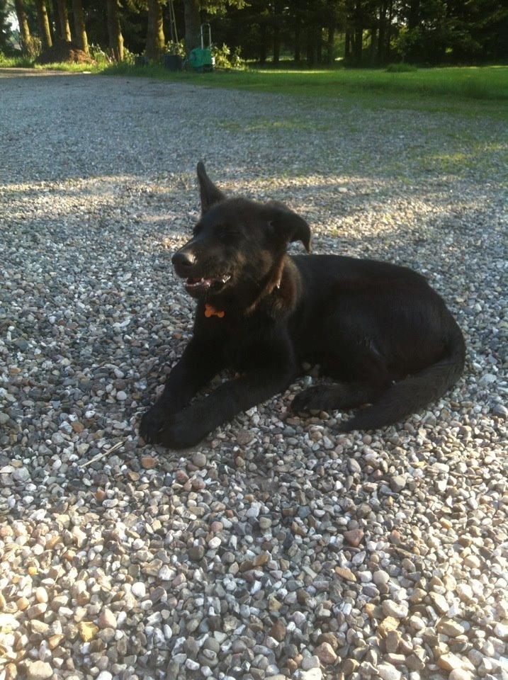 Blanding af racer Bailey - 3 Mdr billede 2