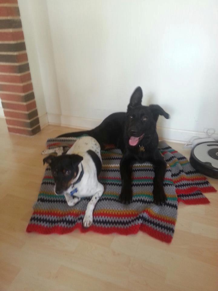 Blanding af racer Bailey - Bailey sammen med legekammeraten Sofus billede 1