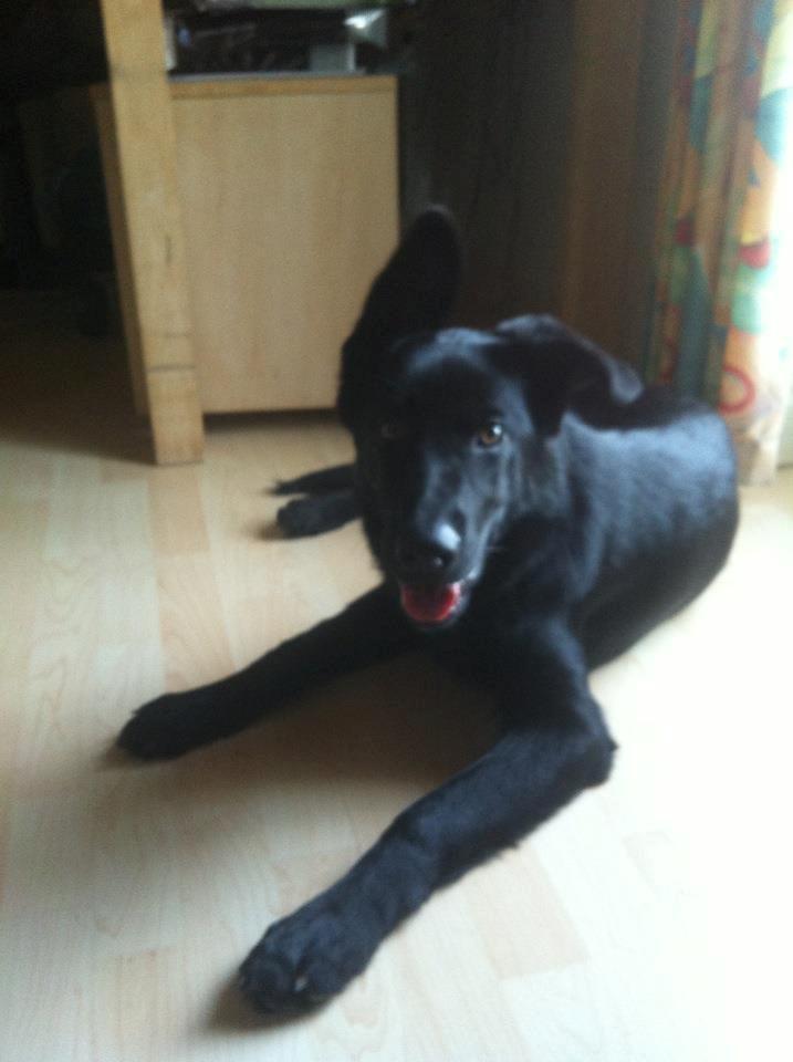 Blanding af racer Bailey - 6 Mdr. billede 3