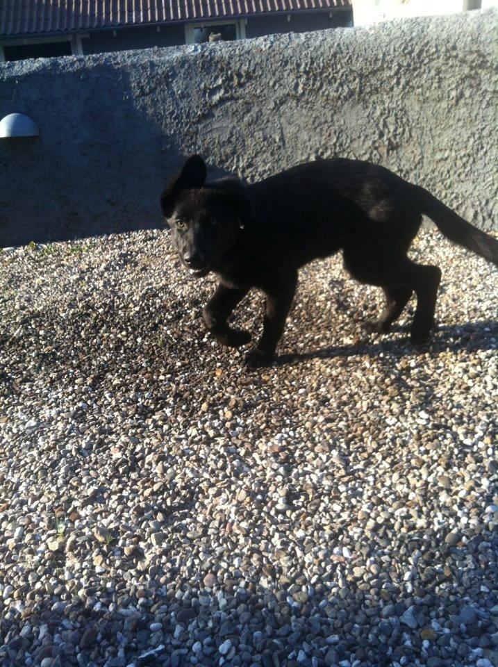 Blanding af racer Bailey - 3 Mdr. billede 4