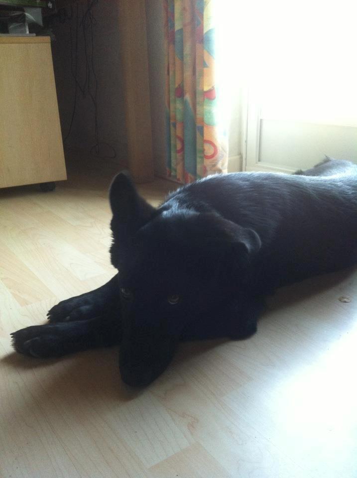 Blanding af racer Bailey - 6 Mdr billede 5