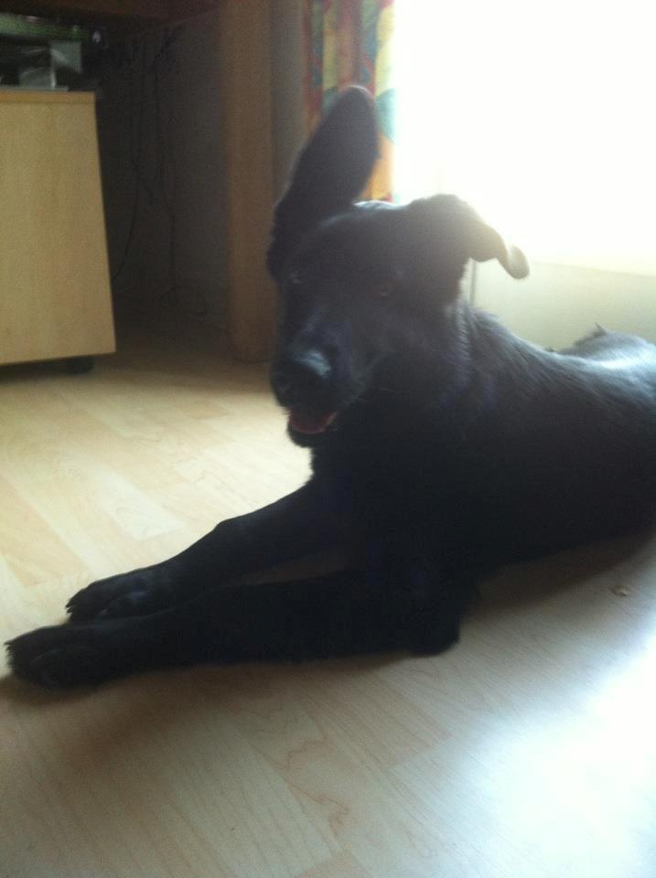 Blanding af racer Bailey - 6 Mdr. billede 6