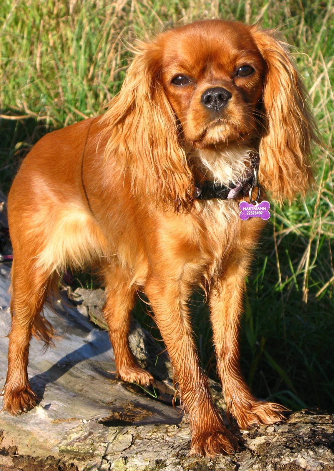 Cavalier king charles spaniel Nellie 30/3-12 - 4/9-17 billede 4