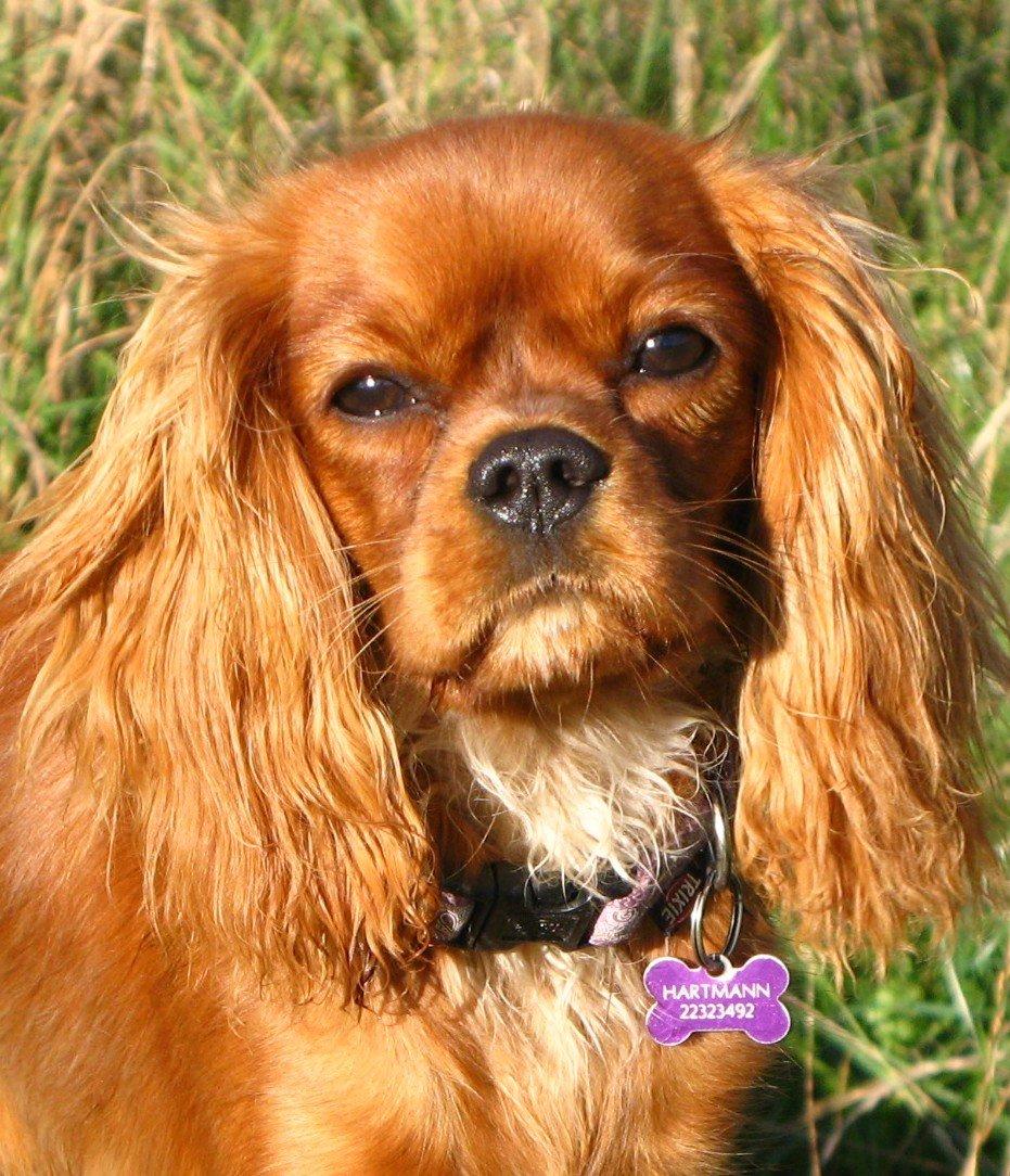 Cavalier king charles spaniel Nellie 30/3-12 - 4/9-17 - 7 mdr, og ved at være en stor pige:) billede 1