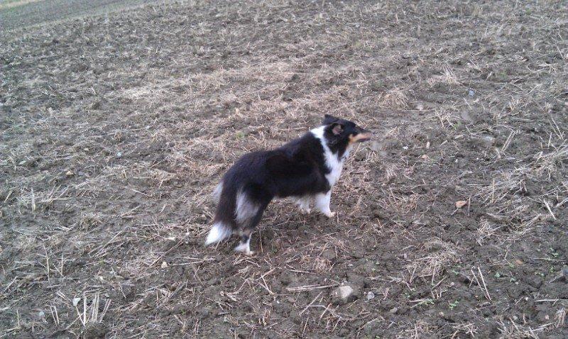 Shetland sheepdog Bella - uha det blæser godt nok meget i dag billede 10