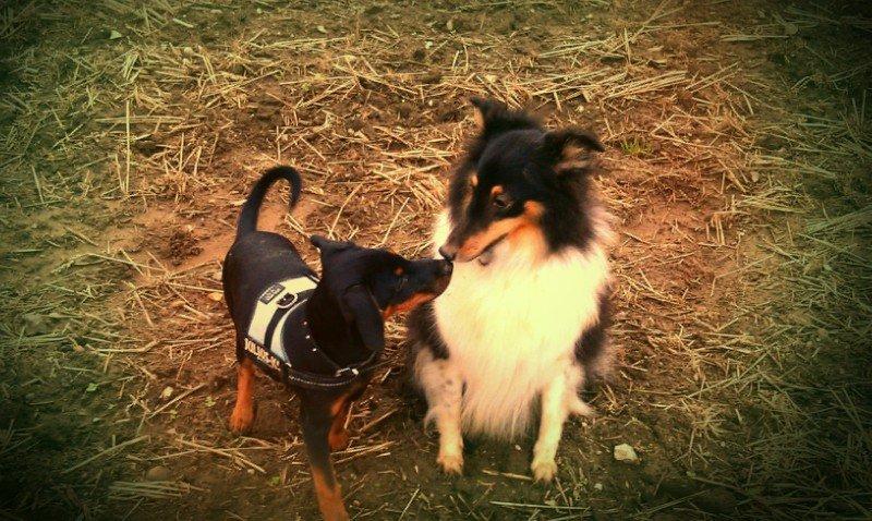 Shetland sheepdog Bella - Bella og Bastian kysser med effekt billede 14