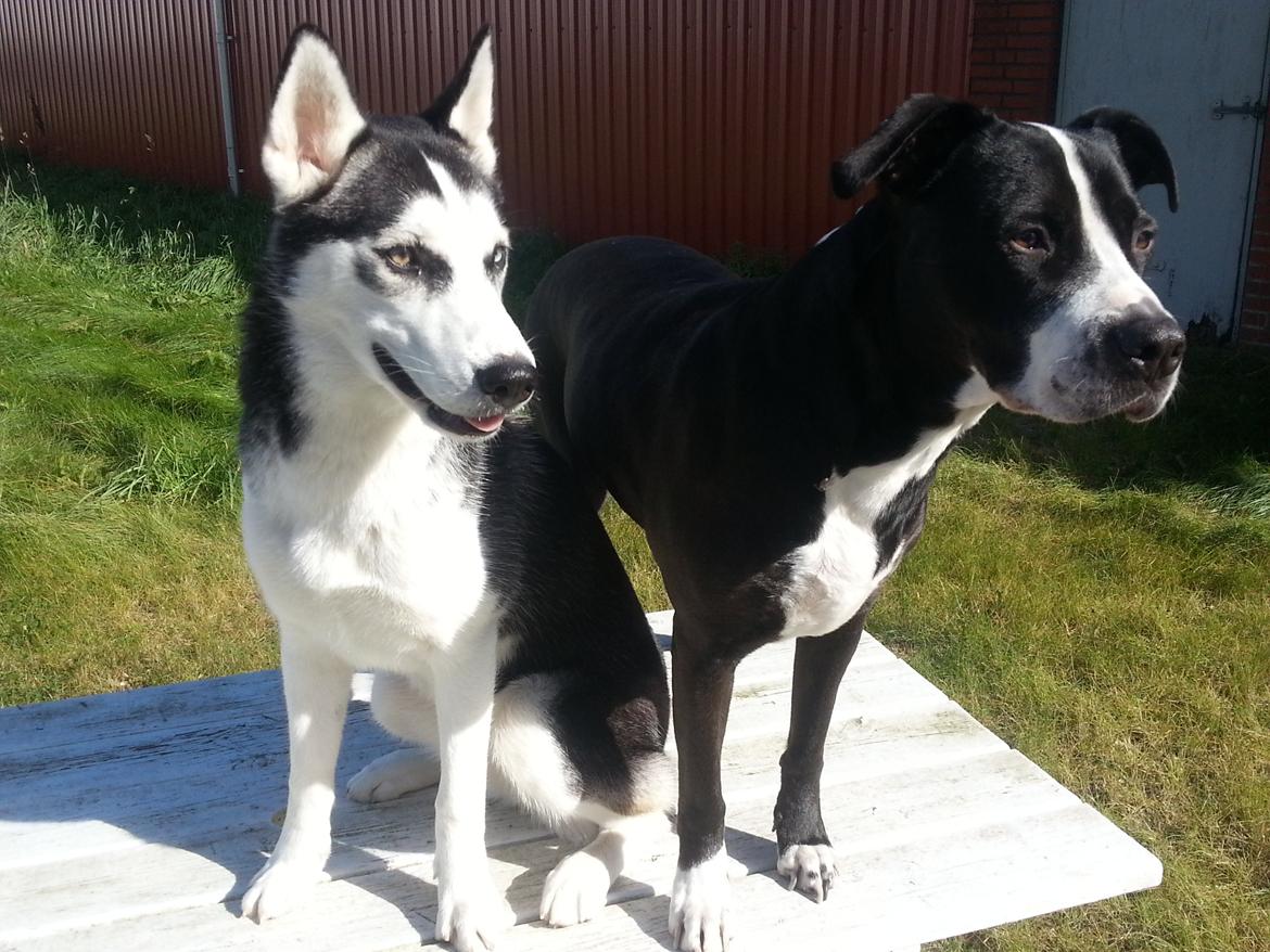 Siberian husky Gaia - Mine nye bedste ven Diva... Hun er så sød (Men nem at drille... He He) billede 4