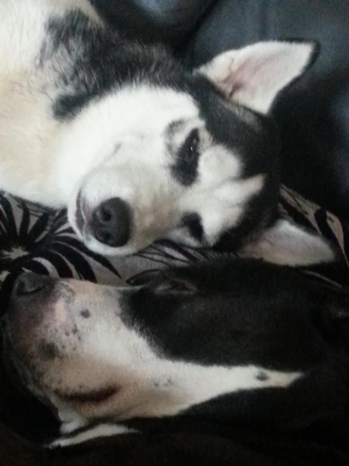 Siberian husky Gaia - Mega træt efter en lang morgentur:-) Hygge i sofaen med Diva... ♥ billede 5