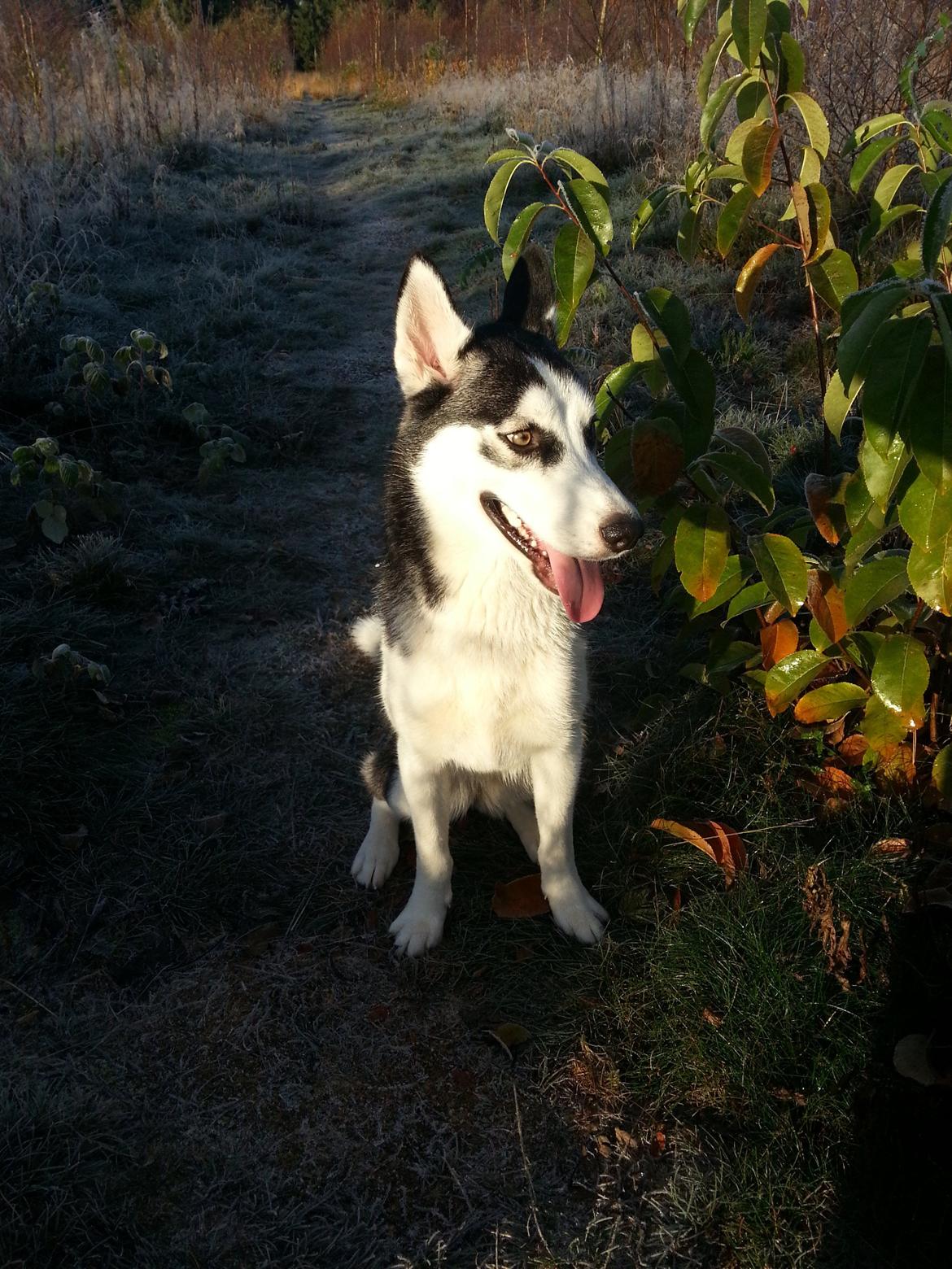 Siberian husky Gaia - En frisk morgentur i hundeskoven... Var bare så flot med rim over det hele:-) billede 6