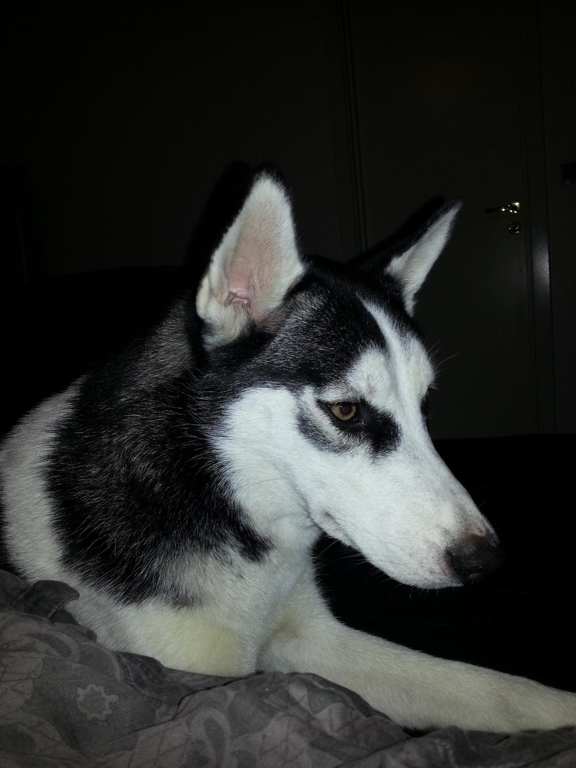 Siberian husky Gaia - Hygge i sengen... Selvfølgelig må Diva & jeg være heroppe for mor og far☻ billede 7