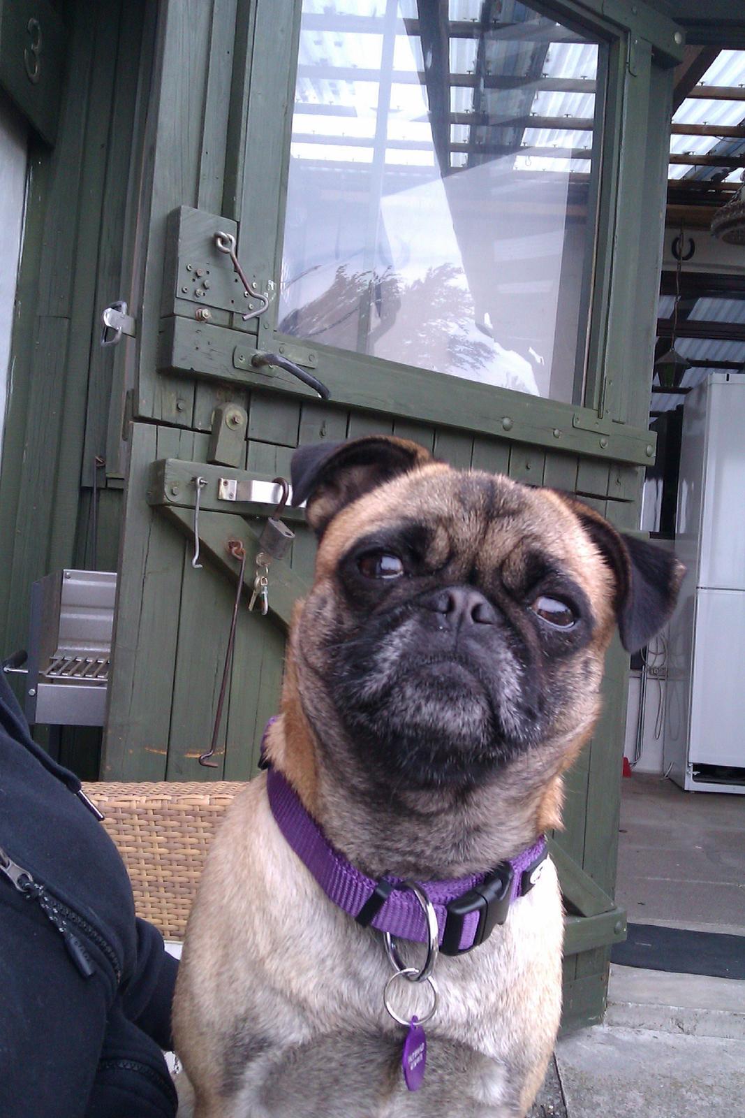 Blanding af racer Rosa - smukke rosa billede 1