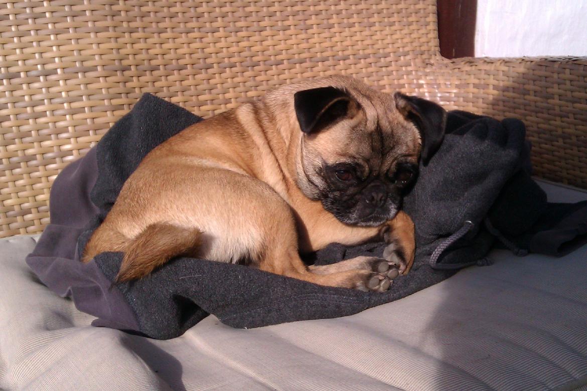 Blanding af racer Rosa - aaaahhhh dejligt med en blød trøje at putte på  billede 4