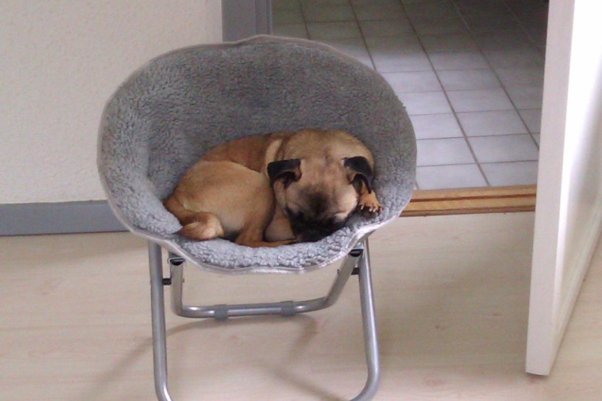 Blanding af racer Rosa - rosa elsker sin lille stol billede 5