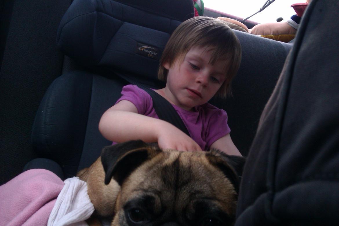 Blanding af racer Rosa - turen hjem efter vi hentede hende  billede 7