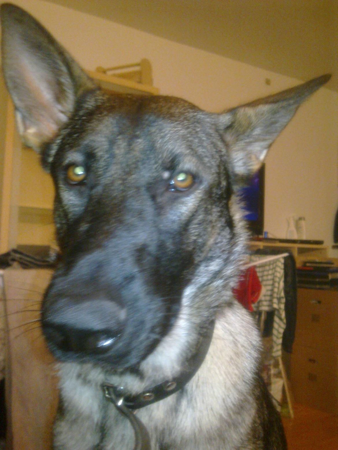 Schæferhund choco billede 1