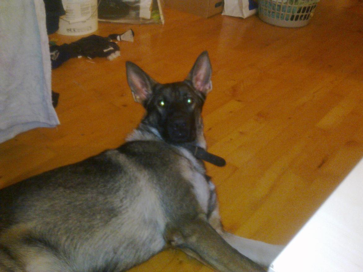 Schæferhund choco billede 2