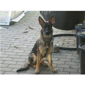 Schæferhund choco billede 3