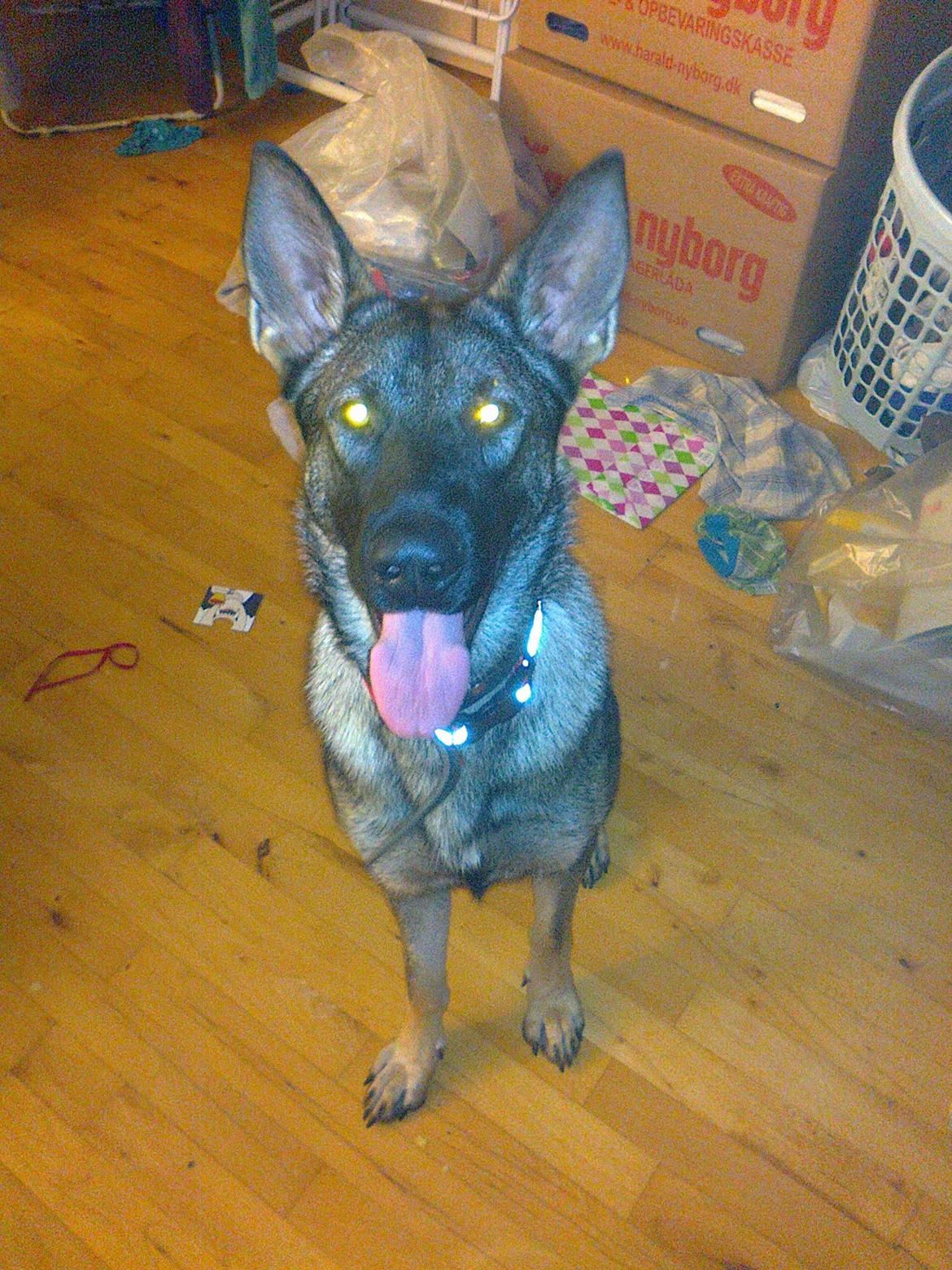 Schæferhund choco billede 4