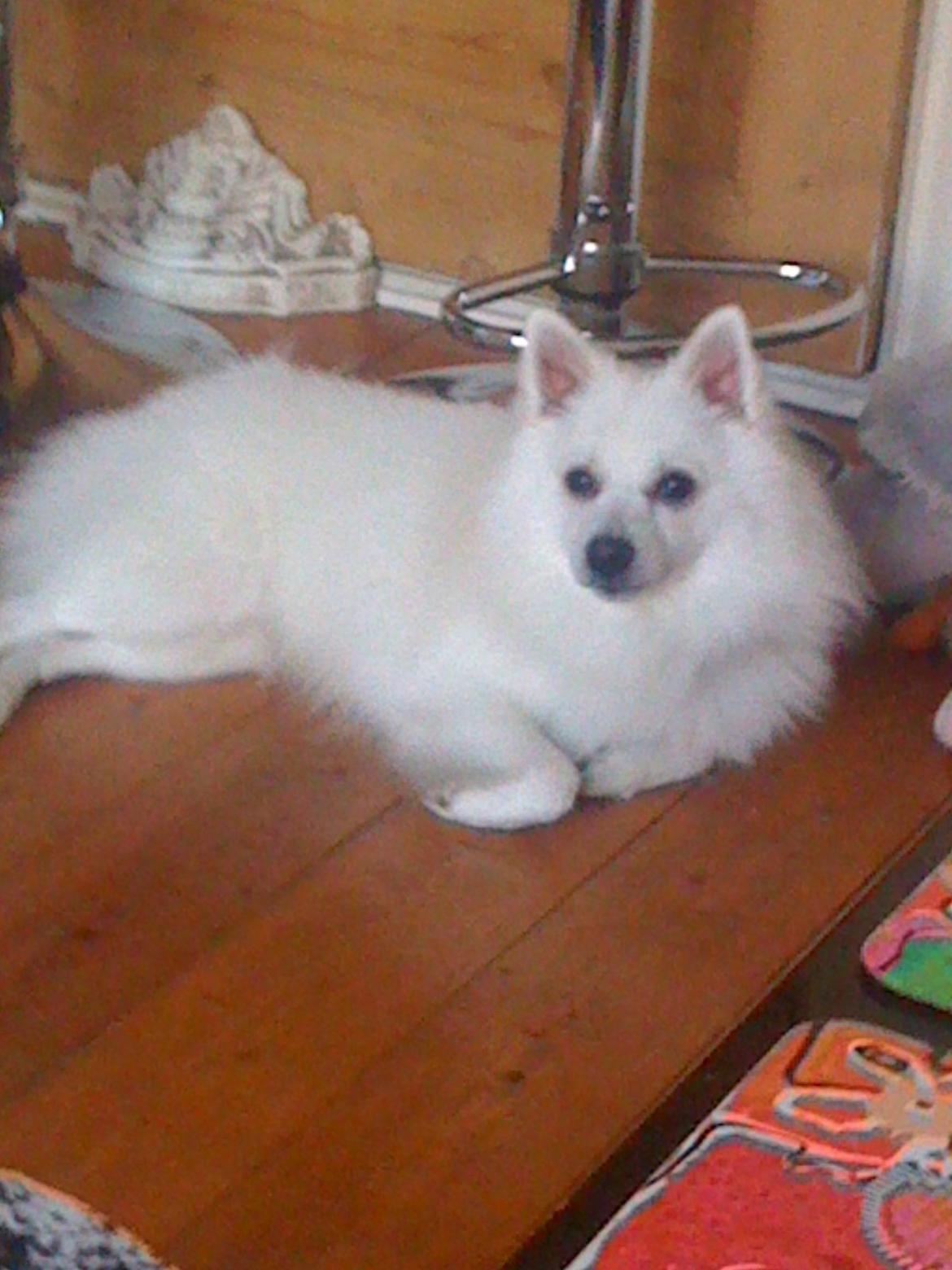 Mittelspitz Snowy billede 1