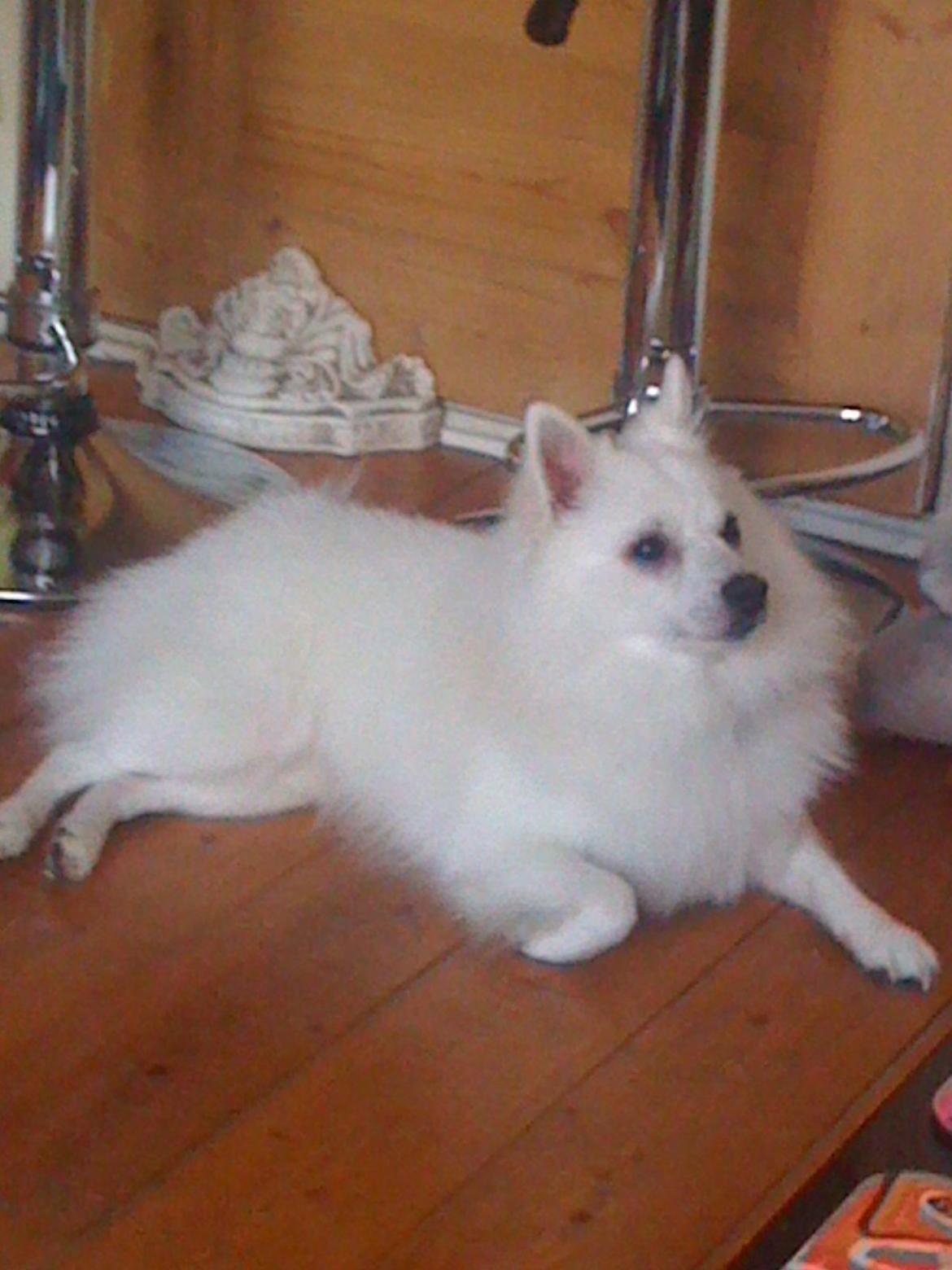 Mittelspitz Snowy billede 2