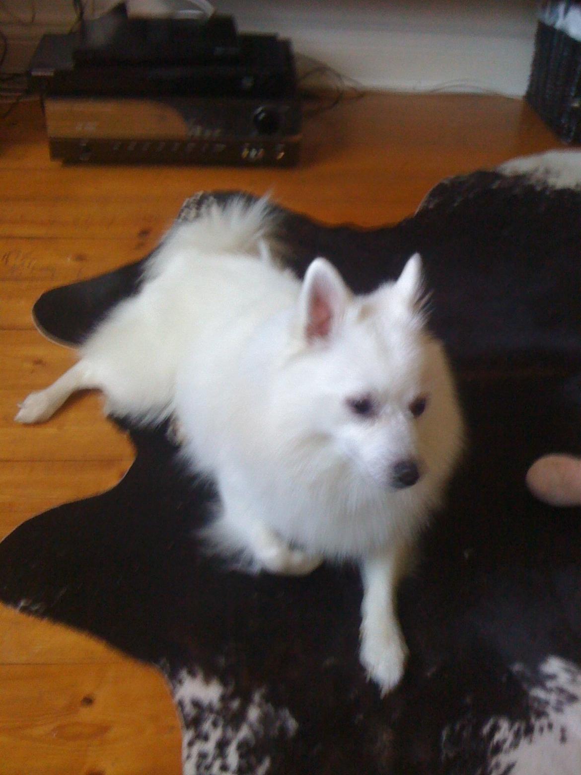 Mittelspitz Snowy billede 3