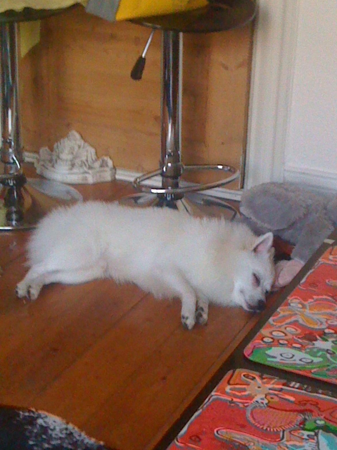 Mittelspitz Snowy billede 4