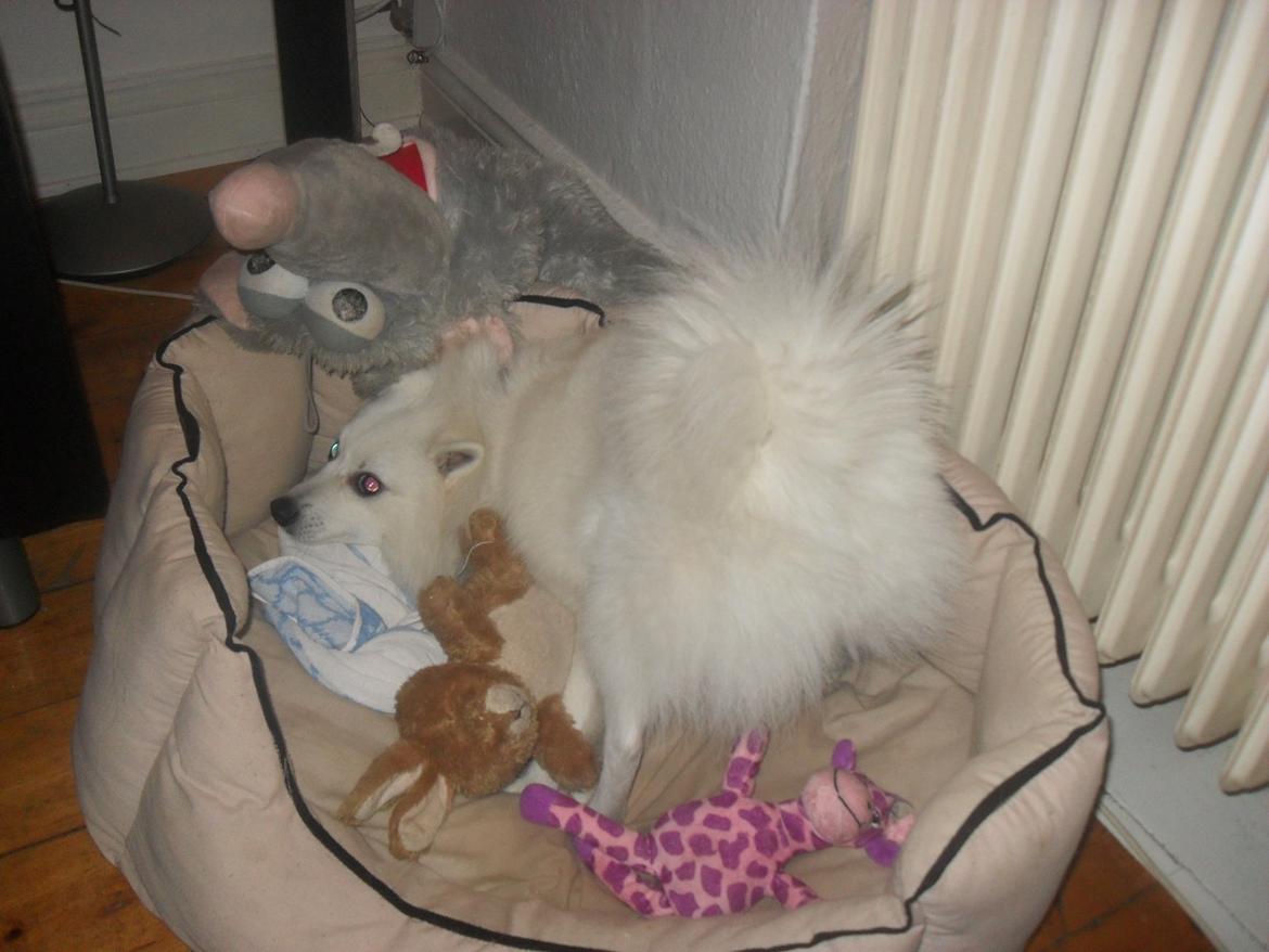 Mittelspitz Snowy billede 5