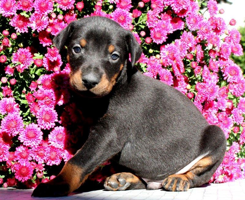 Dobermann Izrafel Napoleon Nacholious billede 17