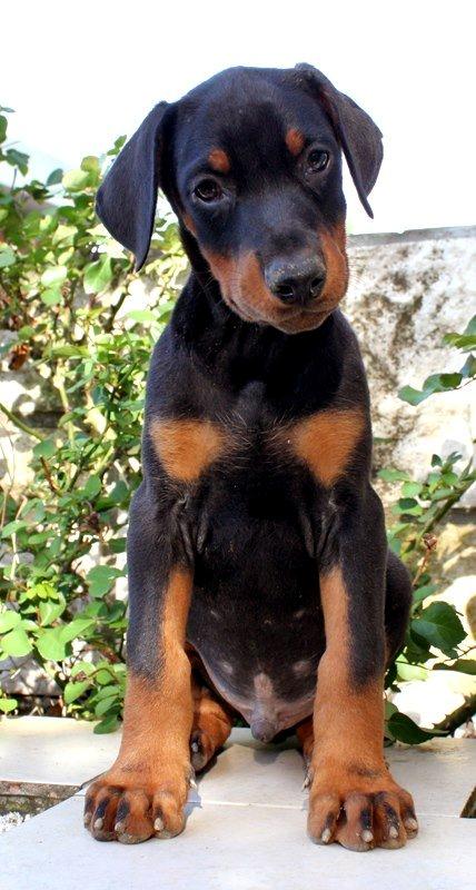 Dobermann Izrafel Napoleon Nacholious billede 16