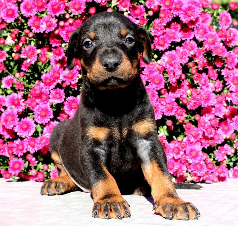 Dobermann Izrafel Napoleon Nacholious billede 18