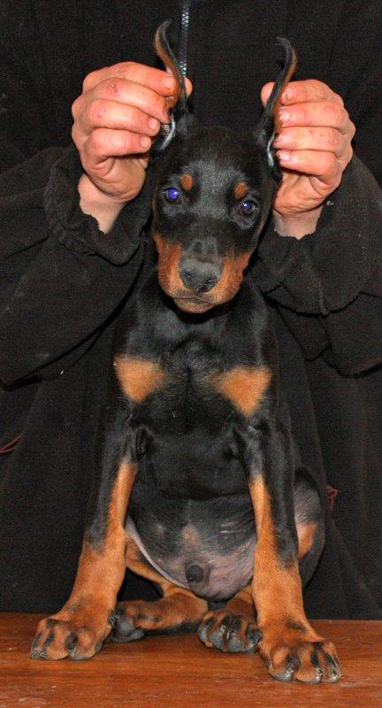 Dobermann Izrafel Napoleon Nacholious billede 15