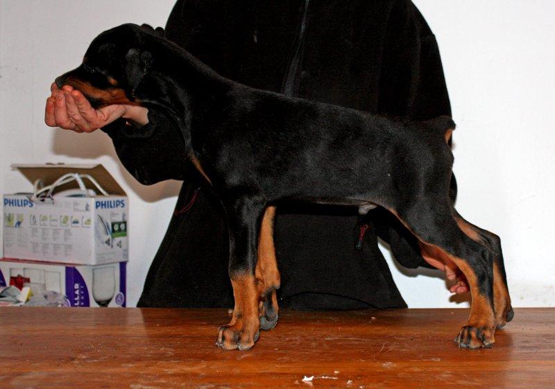 Dobermann Izrafel Napoleon Nacholious billede 14
