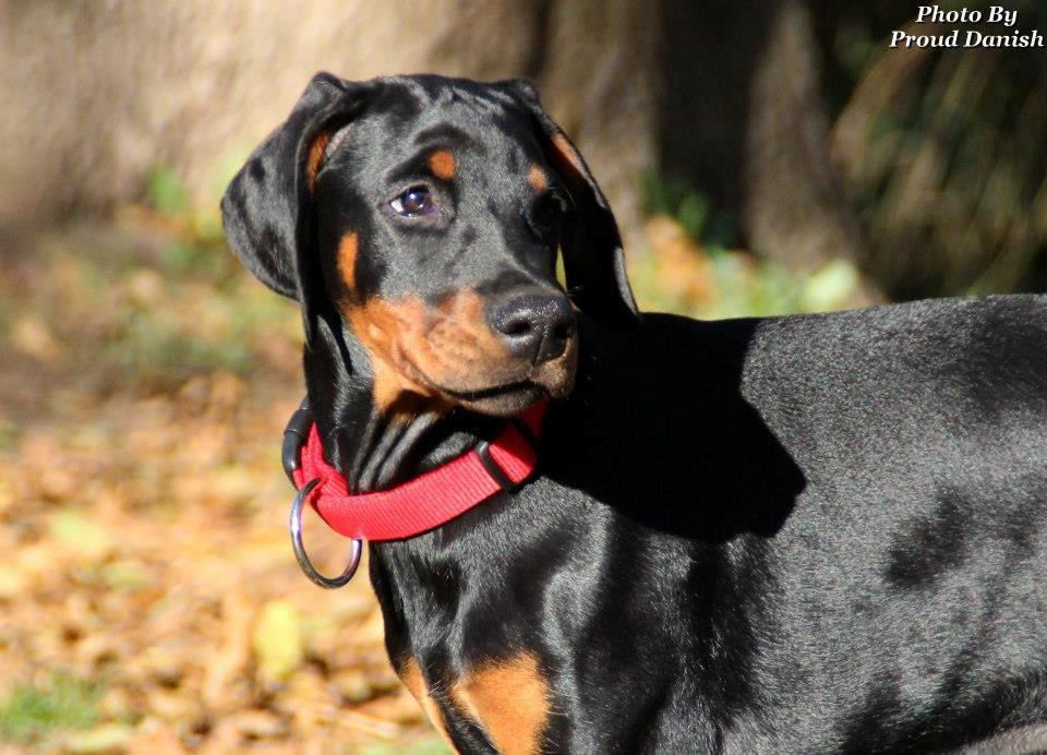 Dobermann Proud Danish Eye Of French Kiss - Billede taget af Kristine W. Genning billede 13