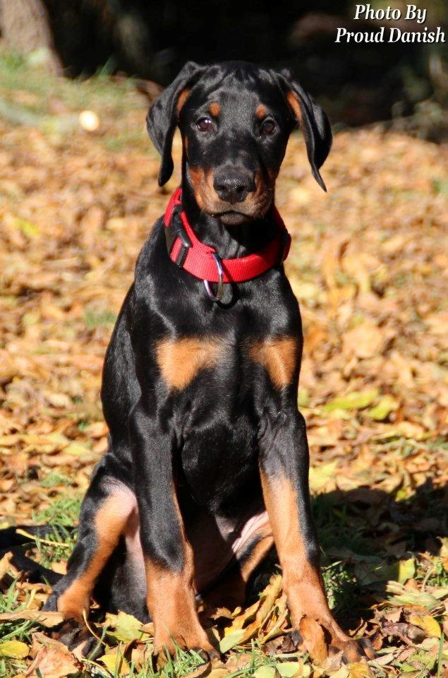 Dobermann Proud Danish Eye Of French Kiss - Billede taget af Kristine W. Genning billede 12
