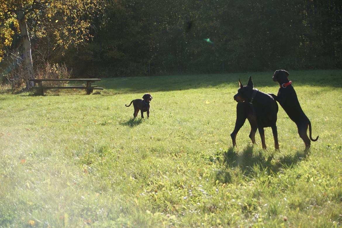Dobermann Proud Danish Eye Of French Kiss billede 15