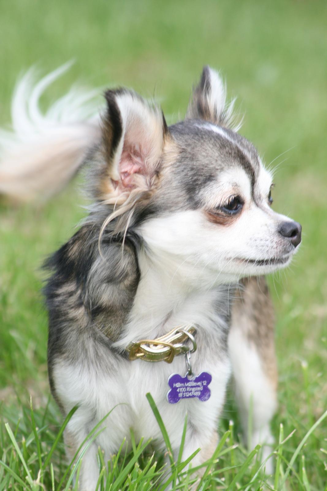 Chihuahua High Fly's Happy billede 3