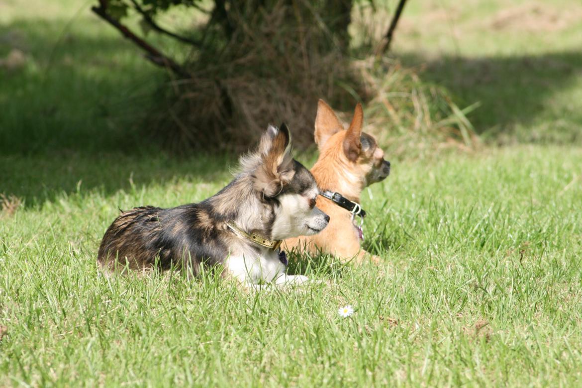 Chihuahua High Fly's Happy billede 4