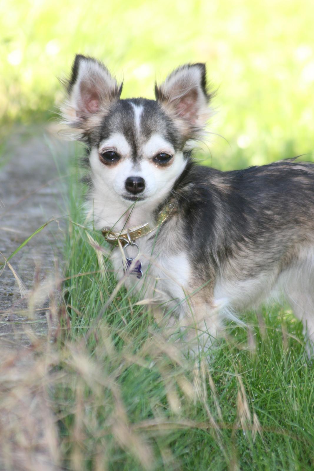 Chihuahua High Fly's Happy billede 6