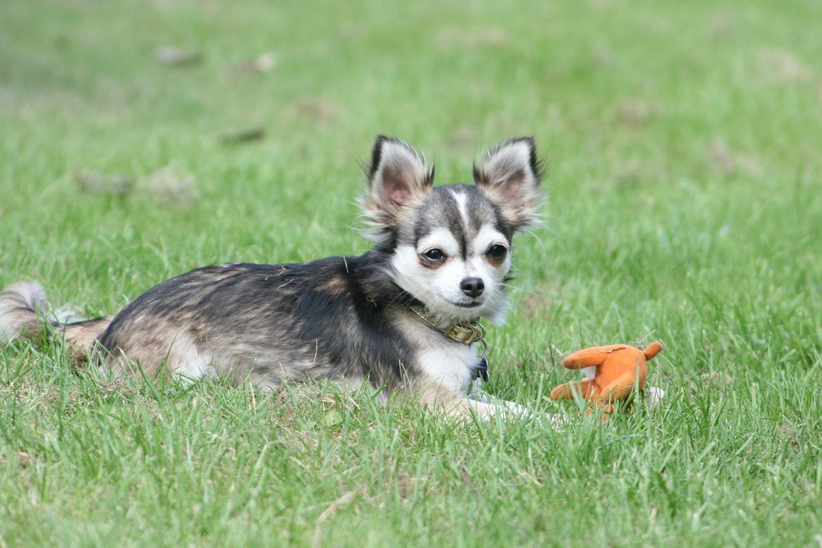 Chihuahua High Fly's Happy billede 7