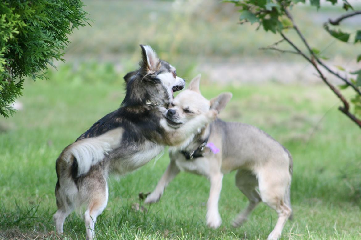 Chihuahua High Fly's Happy billede 8