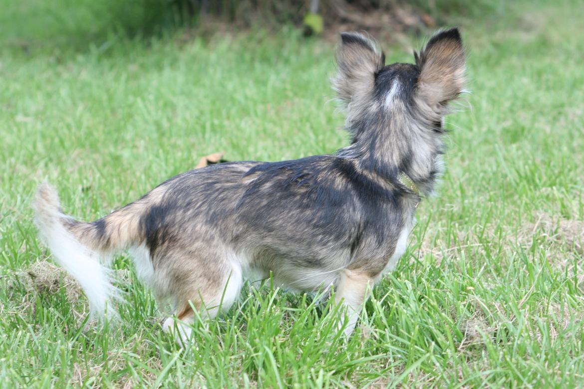 Chihuahua High Fly's Happy billede 9