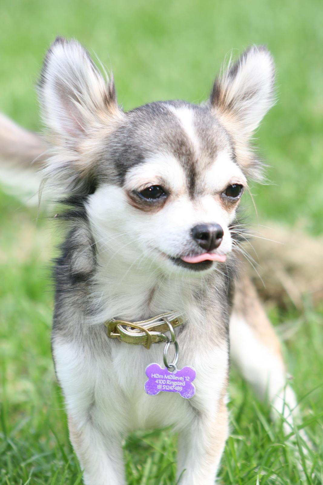 Chihuahua High Fly's Happy billede 1