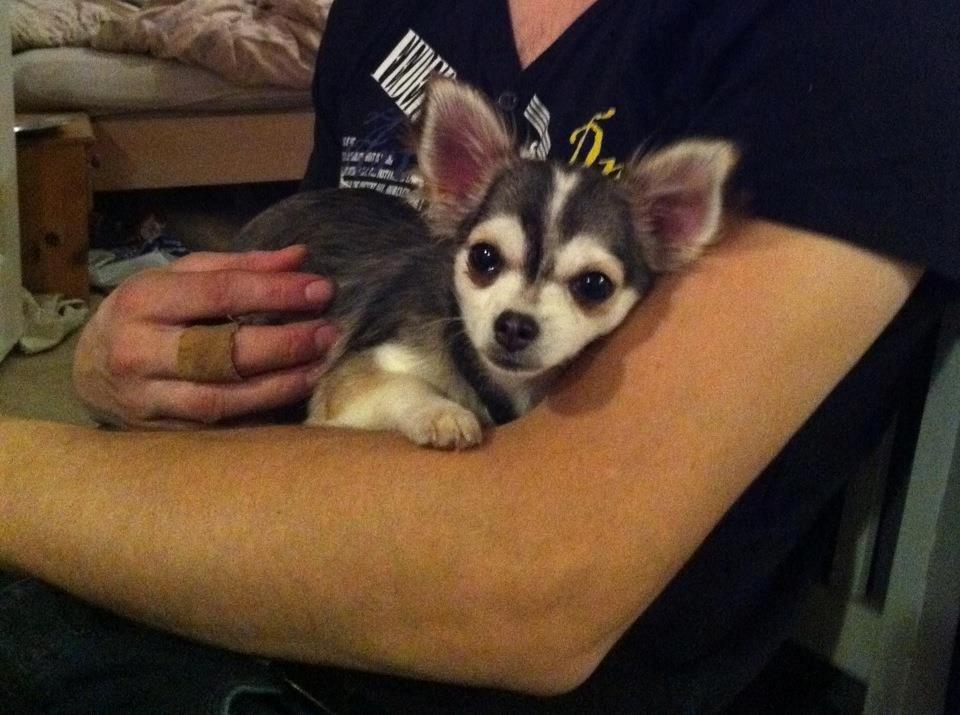 Chihuahua High Fly's Happy billede 10