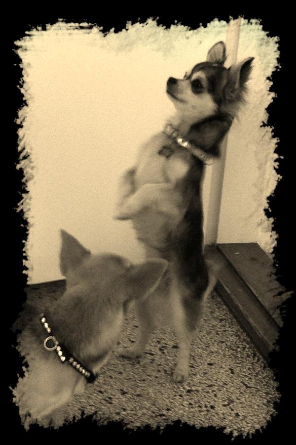 Chihuahua High Fly's Happy billede 2