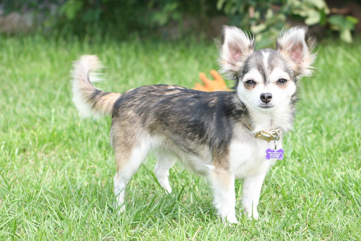 Chihuahua High Fly's Happy billede 5