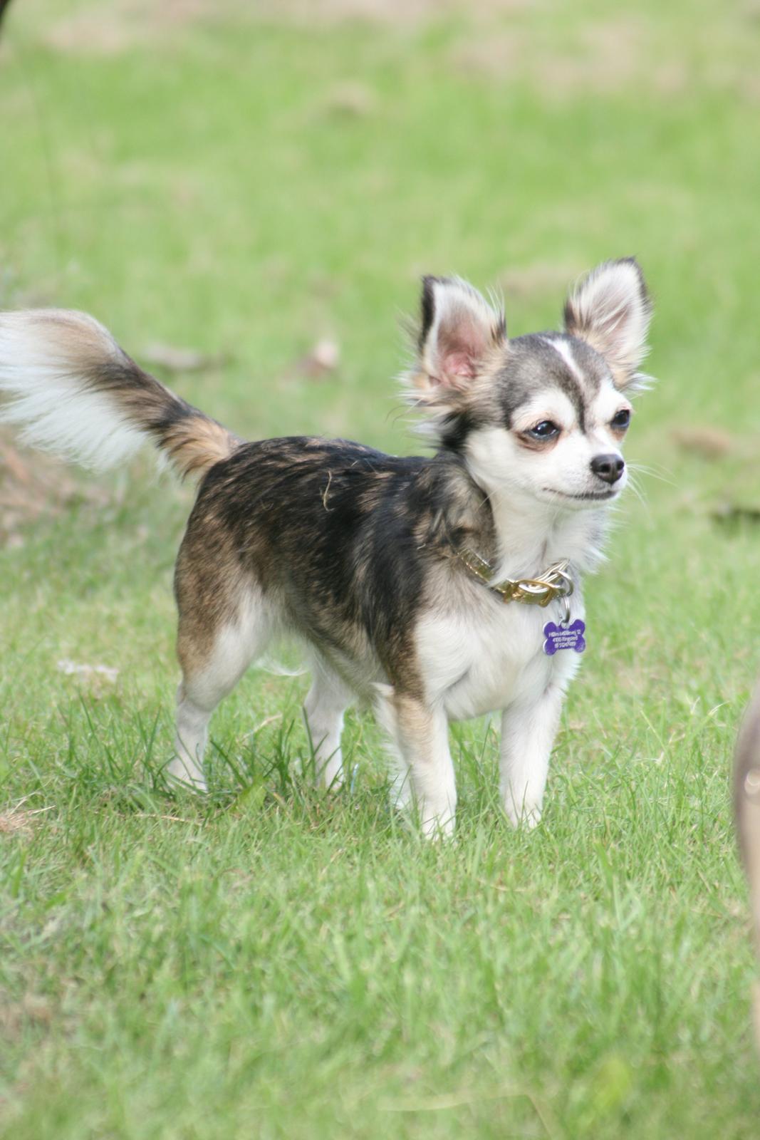 Chihuahua High Fly's Happy billede 11