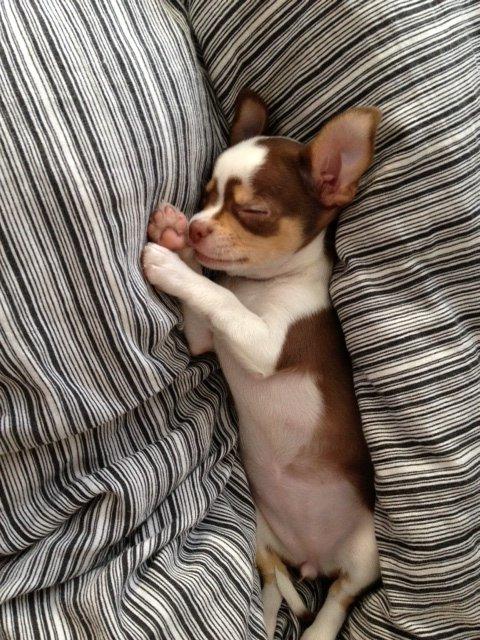 Chihuahua Smilla billede 9