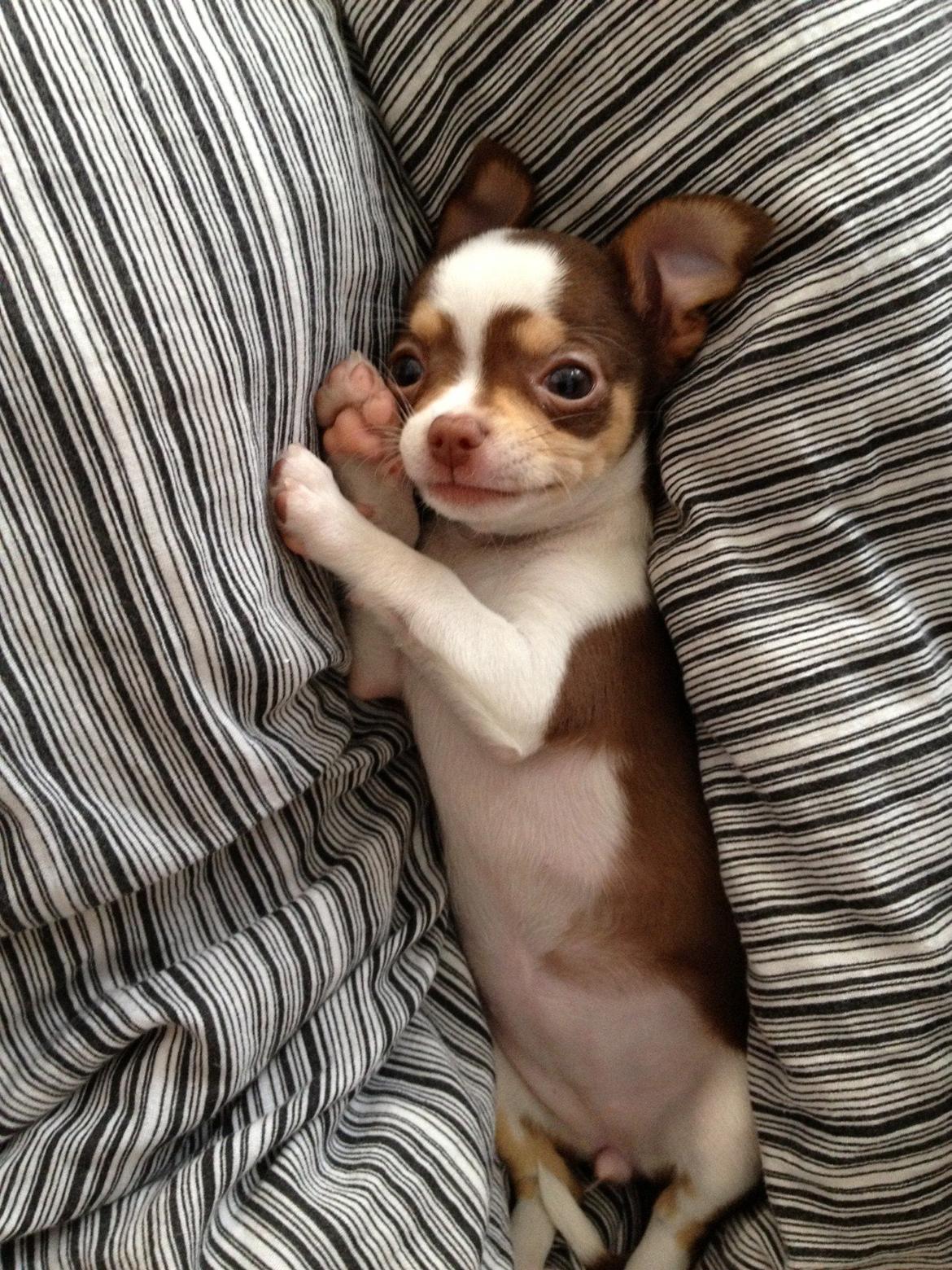 Chihuahua Smilla - Godmorgen (:  billede 10