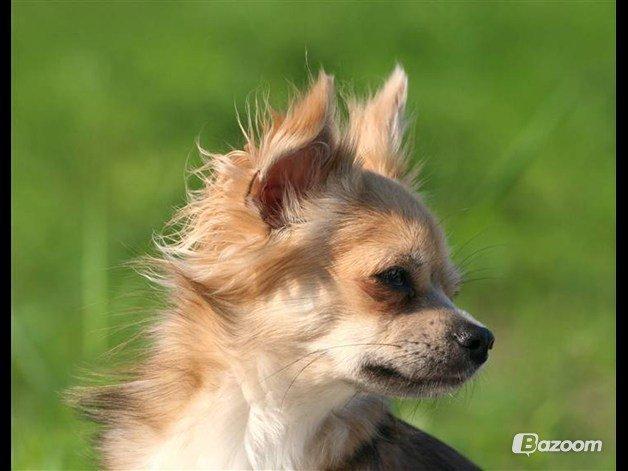 Chihuahua Mercedes billede 1