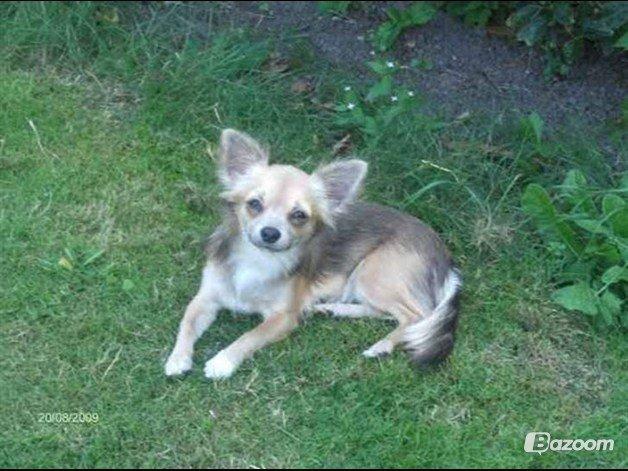 Chihuahua Mercedes billede 3